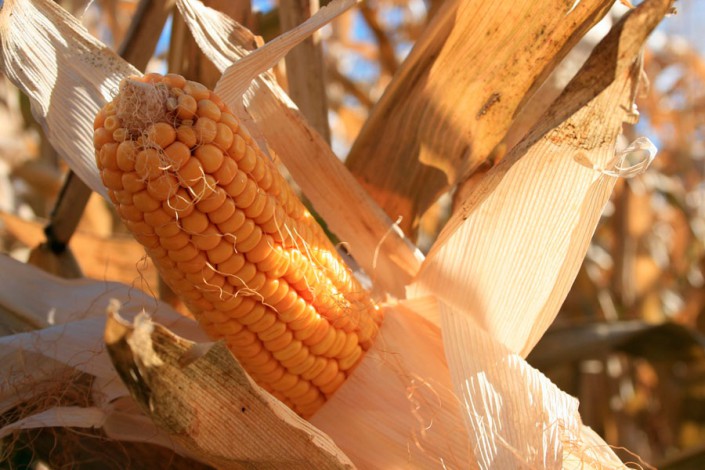 Maize