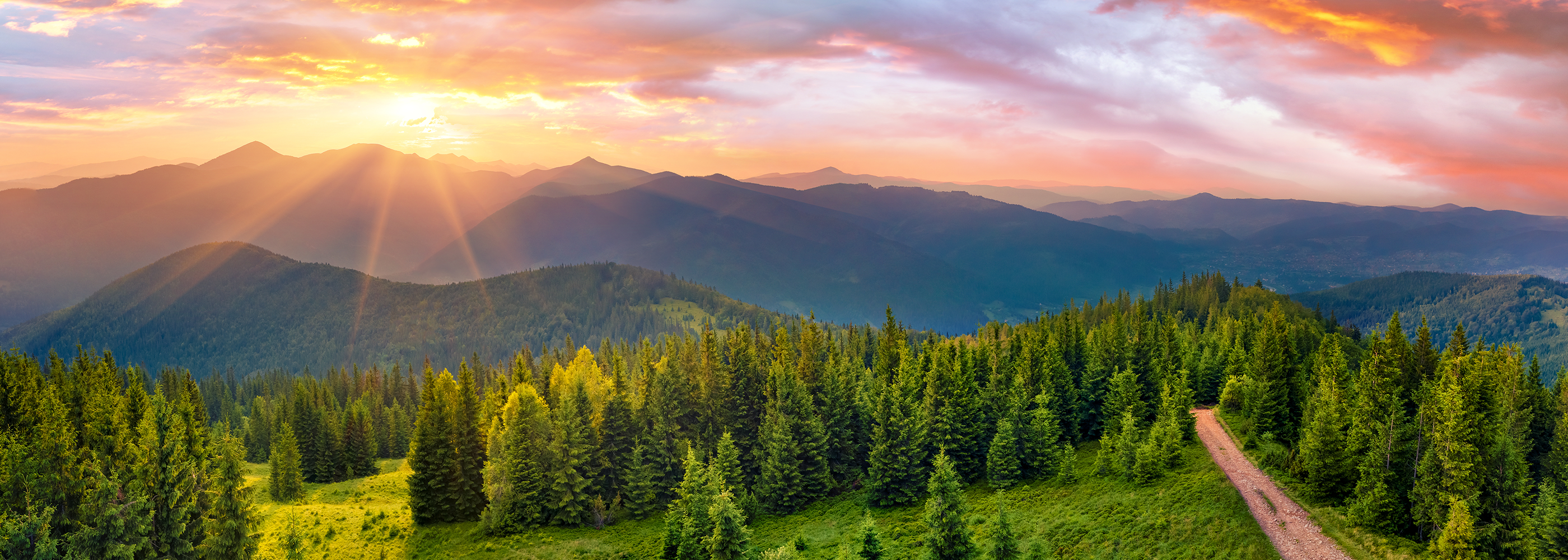 Forest at dawn