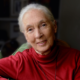 Jane Goodall